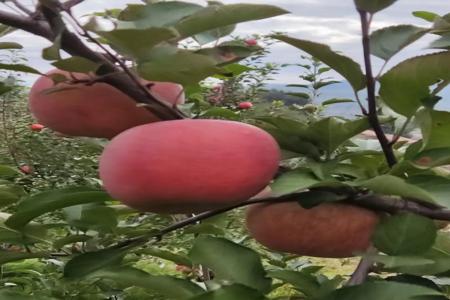 苹果和平精英辅助系统(苹果和平精英外设辅助器) 苹果和平精英辅助系统(苹果和平精英外设辅助器)